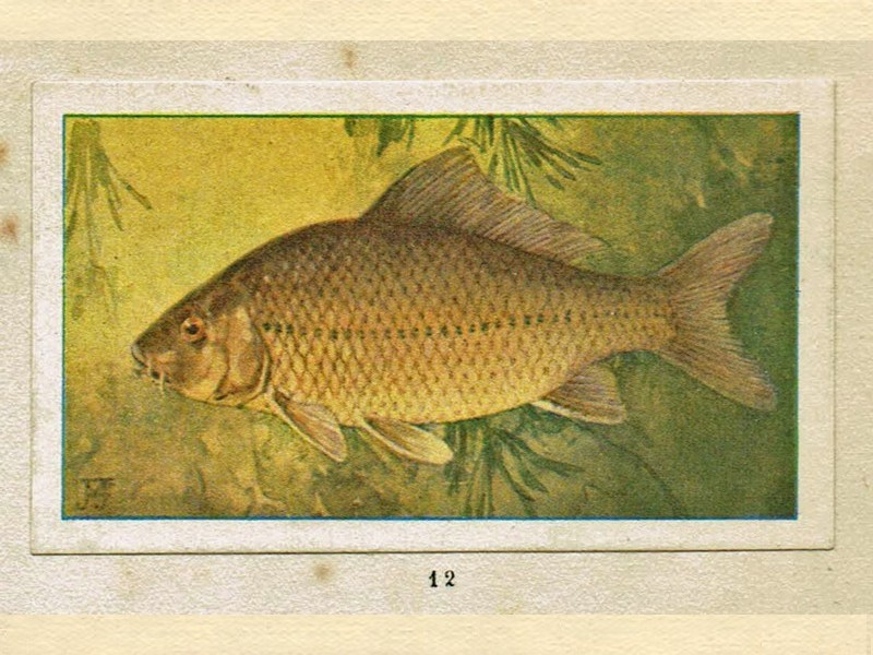 Een karper uit het Verkade album Mijn Aquarium (uit 1925)