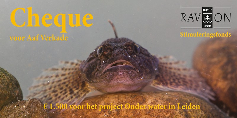 Aaf Verkade van Onder water in Leiden ontving van het RAVON stimuleringsfonds een cheque voor verder onderzoek