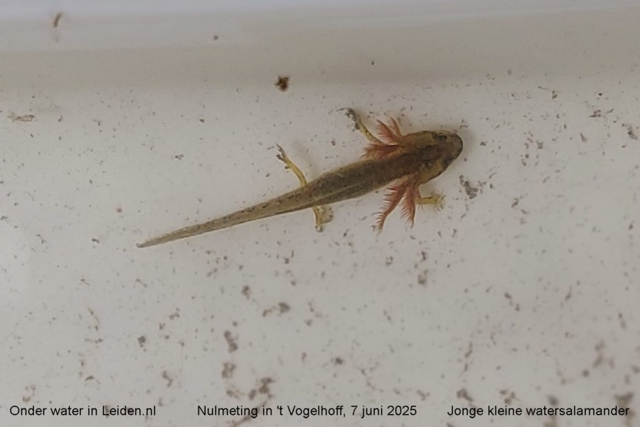 Onder water in Leiden.nl. OTV Roomburg, nulmeting sloot Vogelhoff, larf kleine watersalamander