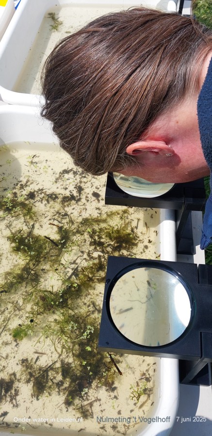 nulmeting met loepen in 't Vogelhoff, 7jun2025, Onder water in Leiden.nl