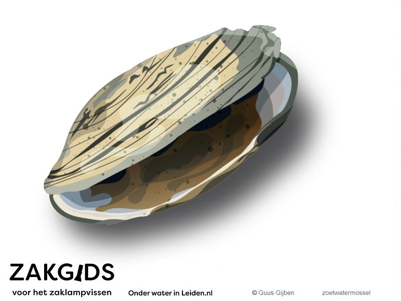 een leeggegeten zoetwatermossel, getekend door Guus Gijben voor de Zakgids voor het Zaklampvissen