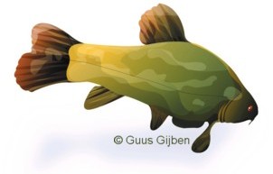 De zeelt, getekend door illustrator Guus Gijben m.b.v.. fotomateriaal van Leidse zeelten, van Onder water in Leiden