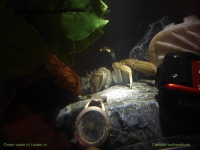 Open aquarium: exoten, 2 nov